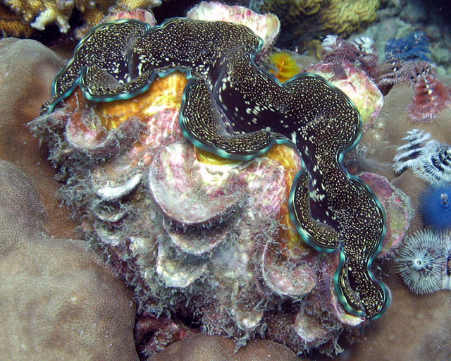 Tridacna sp.