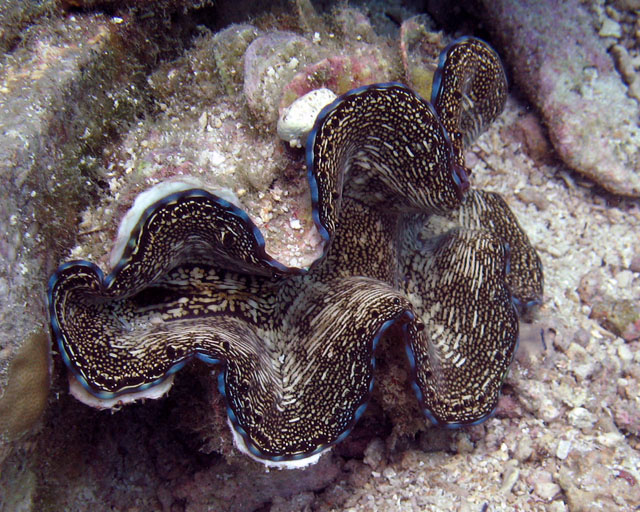 Tridacna sp.