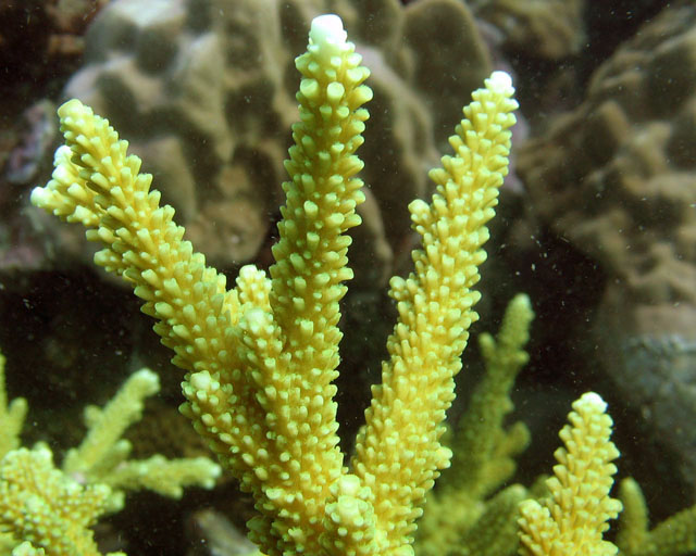  Acropora formosa