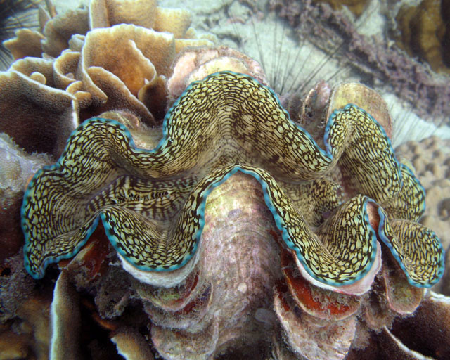 Tridacna sp.