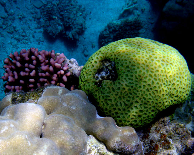 Porites, Favia et Stylophora en arrière plan