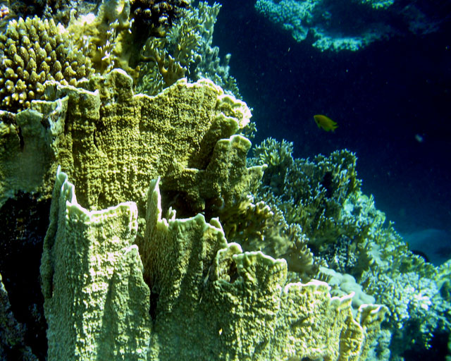 Millepora platyphylla