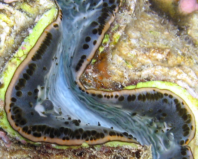 Tridacna sp