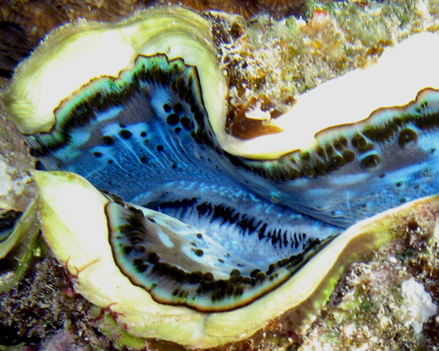 Tridacna sp