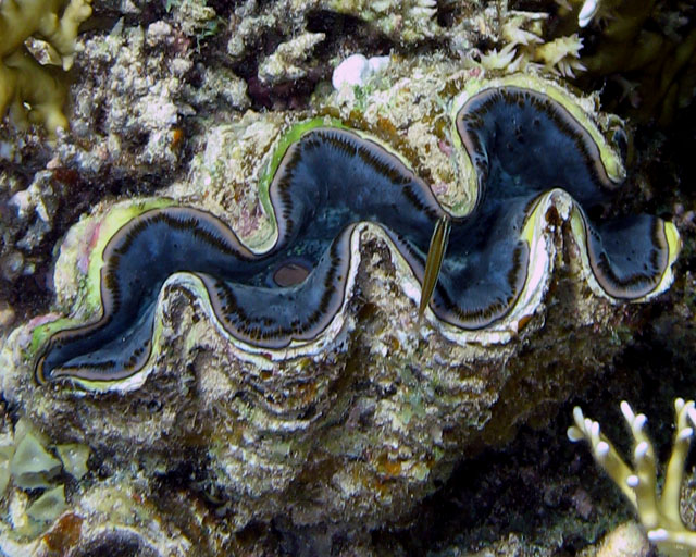 Tridacna sp.