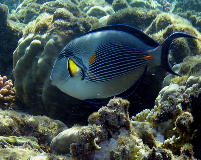 Acanthurus sohal