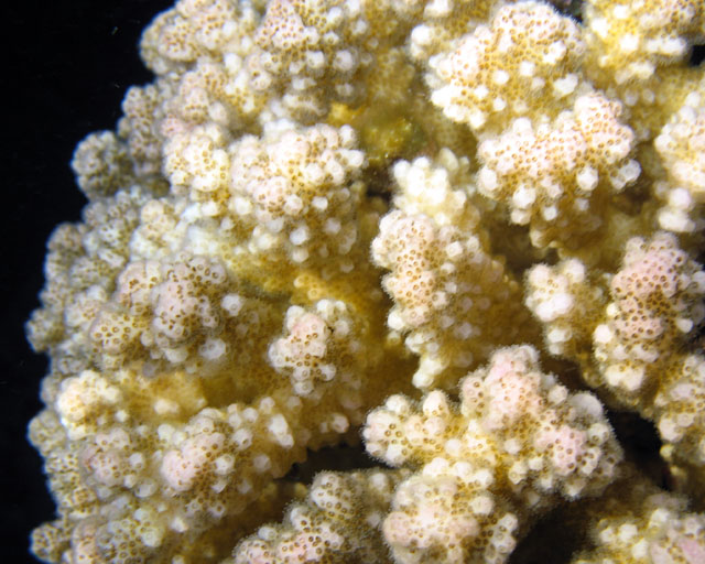 Pocillopora