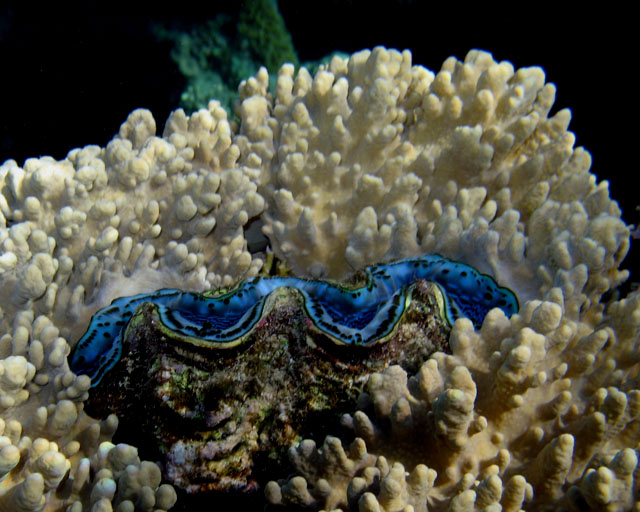 Tridacna sp.