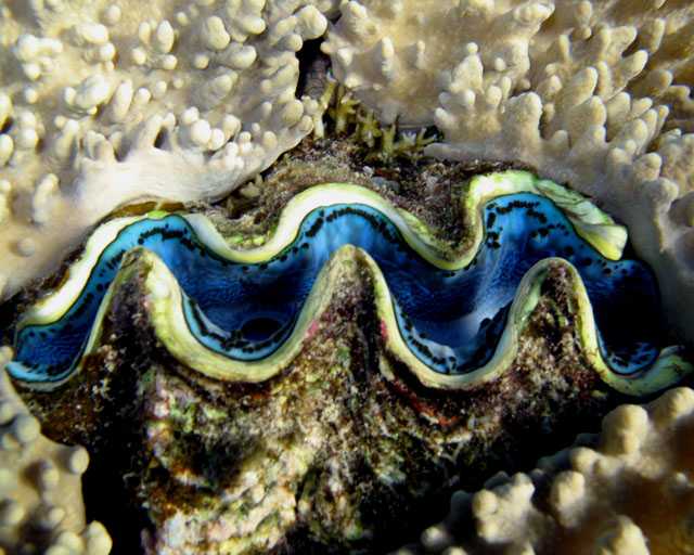 Tridacna sp