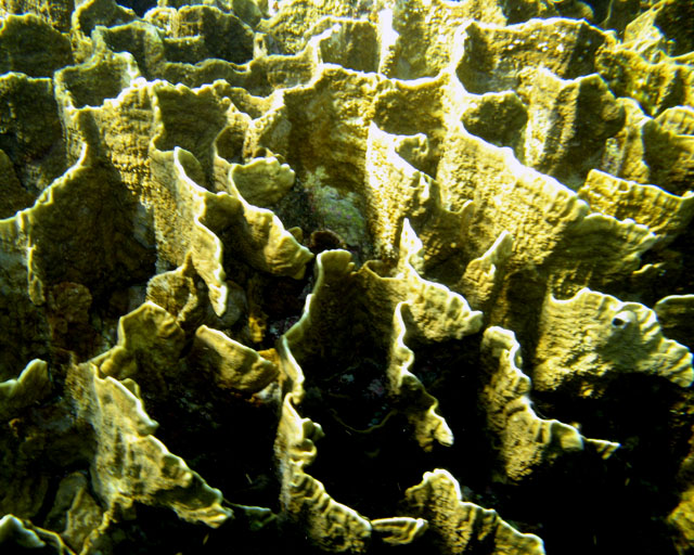 Millepora platyphylla