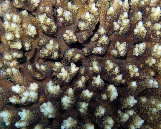 Acropora lamarcki