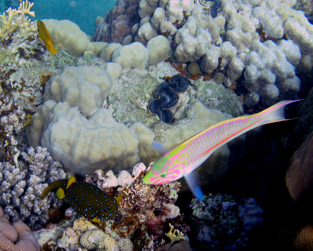 Thalassoma rueppellii