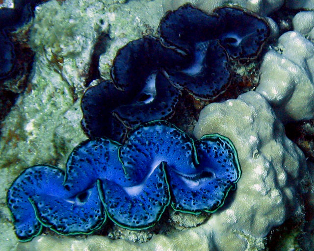 Tridacna sp