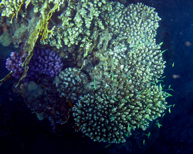 Acropora sp servant d'abri aux Chromis viridis