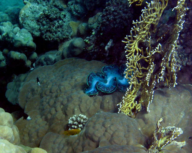 Tridacna enchassé dans un Porite sp