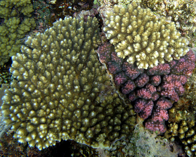 Lutte pour l'occupation du territoire entre Acropora et Pocillopora