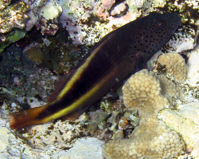 Poisson faucon Paracirrhites forsteri