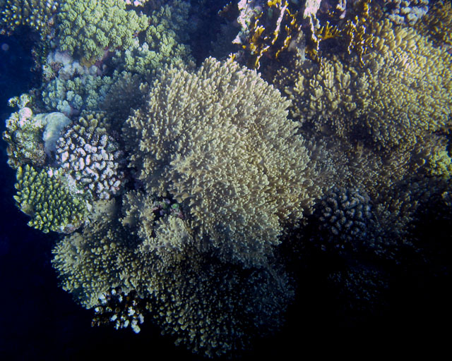 Acropora hemprichii