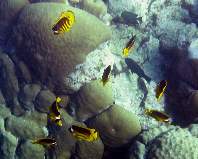 Chaetodon fasciatus