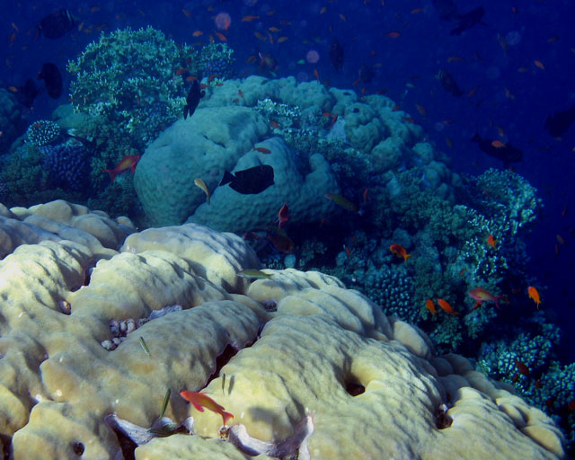 Pseudoanthias squamipinnis