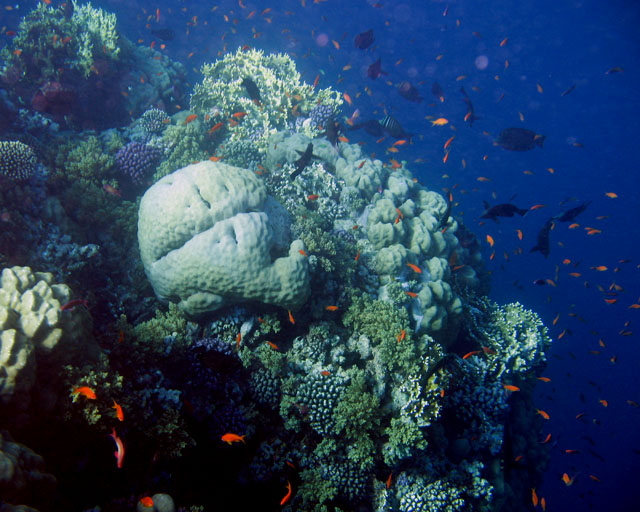 Pseudoanthias squamipinnis