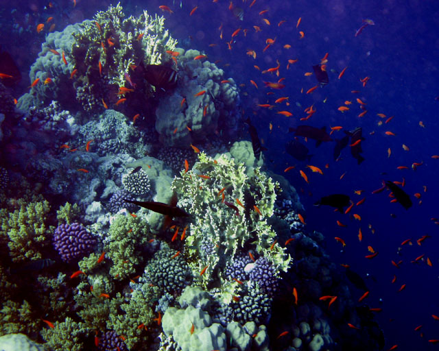 Pseudoanthias squamipinnis