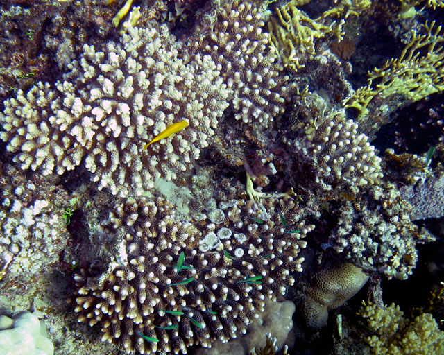 Acropora, Chromis viridis