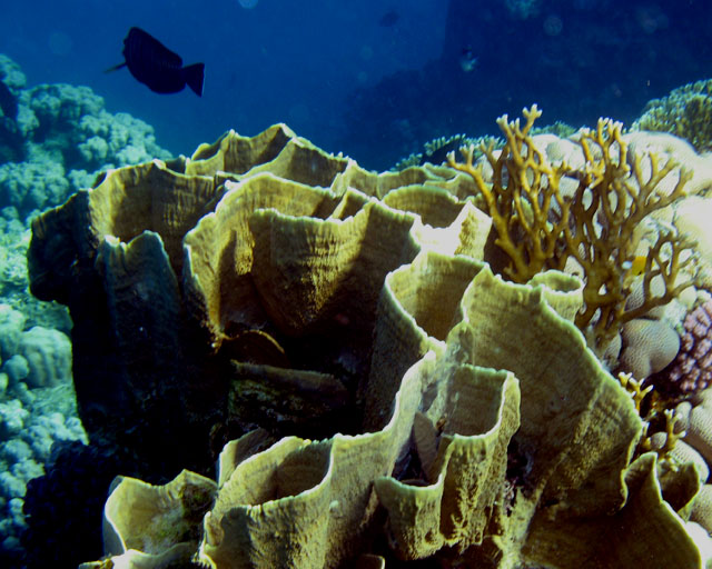 Millepora platyphylla