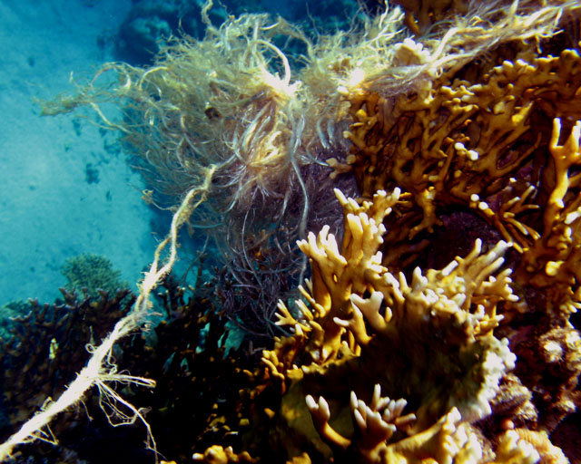 cordage dans Millepora