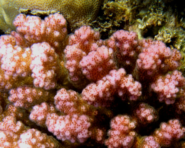 Pocillopora