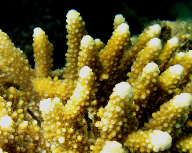 Acropora humilis