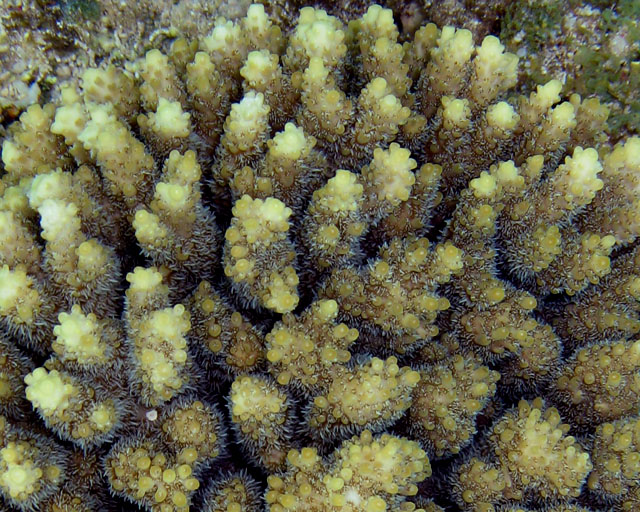 Acropora lamarcki