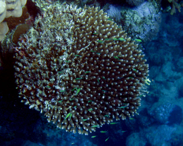 Acropora / chromis viridis