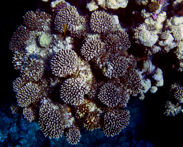 Acropora sp.