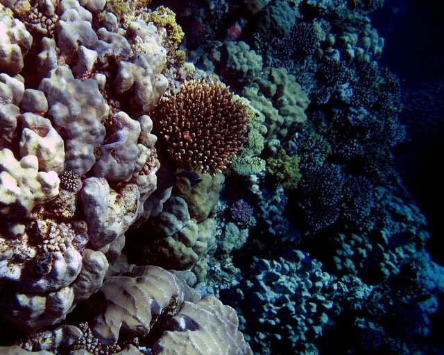 Acropora sp.