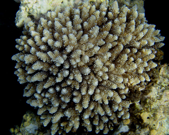 Acropora