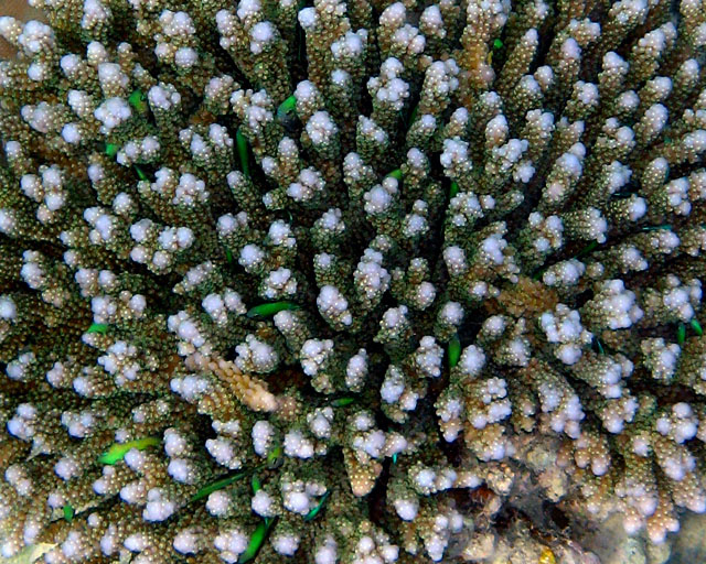 Acropora / chromis viridis