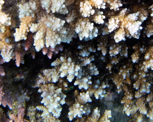 Acropora sp.