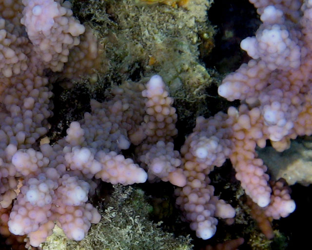 Acropora