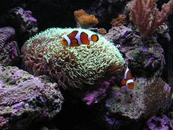 amphiprion occelaris