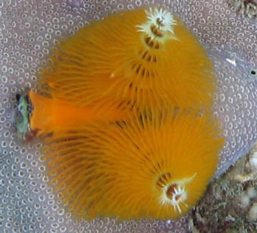 Vue des deux panaches spiralés et de l'opercule de fermeture de Spirobranchus giganteus, cette espèce est ainsi très facile à identifier et ne peut être confondue