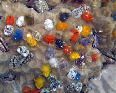 Un même corail est colonisé par d'innombrables sujets de couleurs différentes