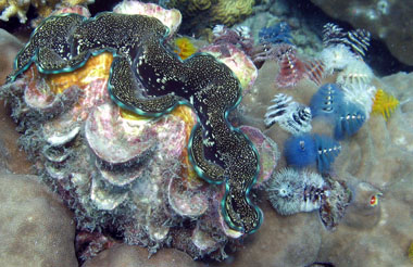 D'autres animaux utilisent le support des blocs coralliens massifs, ici un Tridacna sp. en compagnie de Spirobranchus giganteus