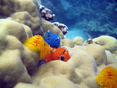 La diversité de couleurs et motifs des Spirobranchus giganteus est stupéfiante et très attractive