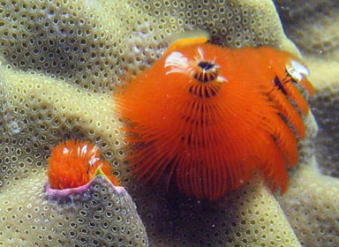 Photographie d'un Spirobranchus giganteus se rétractant dans son tube