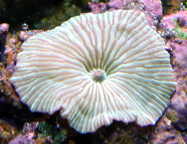 actinodiscus