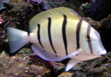 Acanthurus triostegus